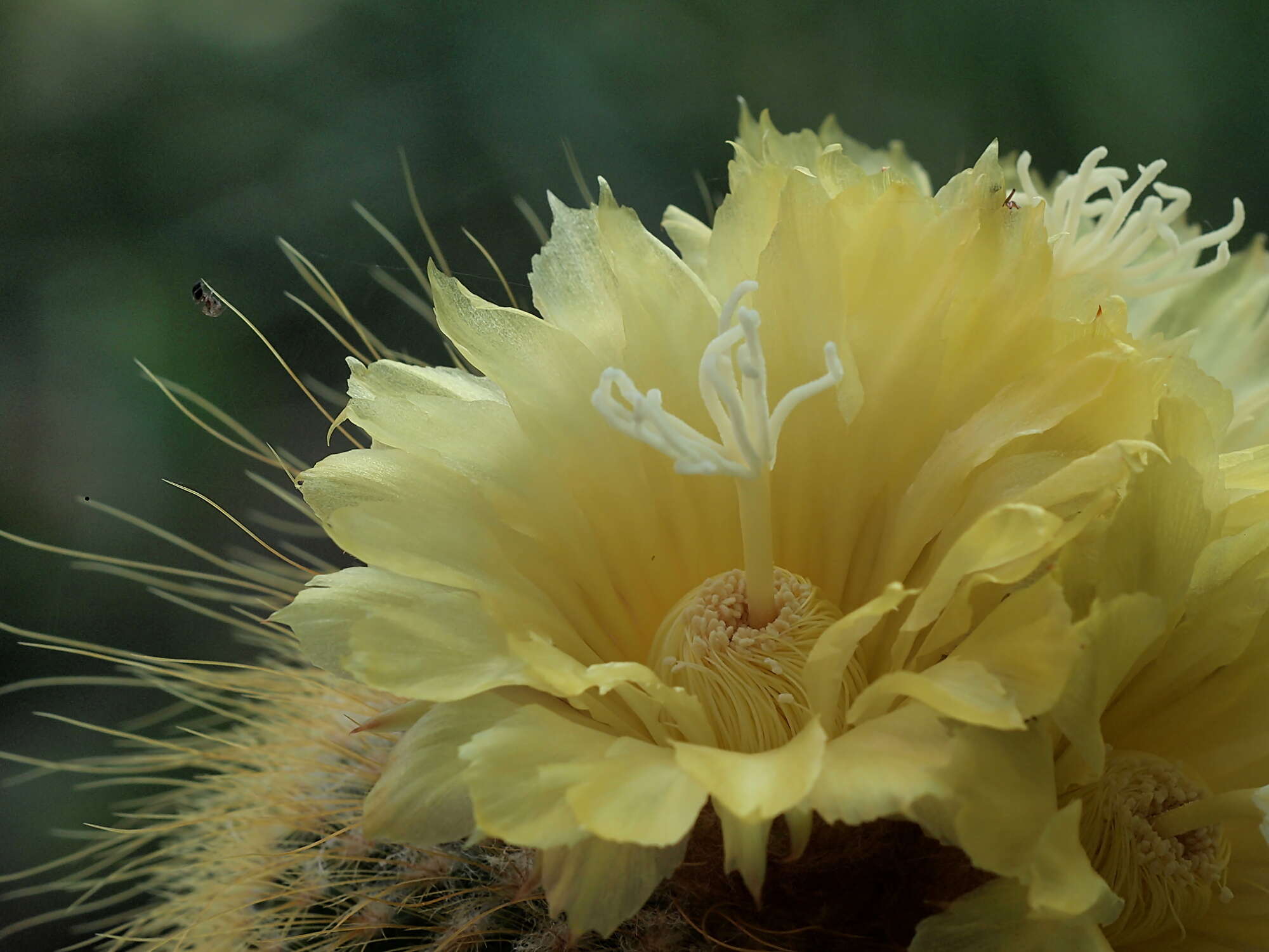 Image of Parodia lenninghausii (F. Haage) F. H. Brandt ex Eggli & Hofacker