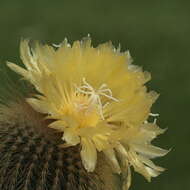 Image of Parodia lenninghausii (F. Haage) F. H. Brandt ex Eggli & Hofacker