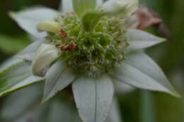 Imagem de Monarda punctata var. punctata