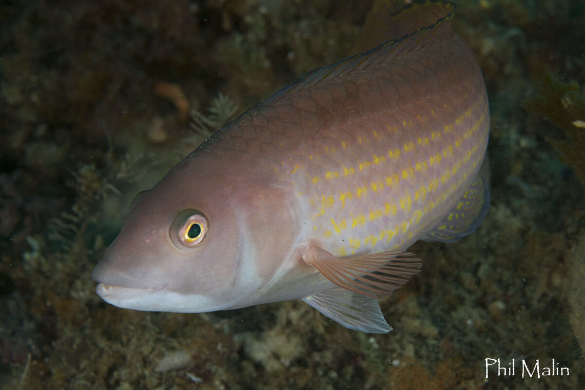 Image of Rosy parrotfish