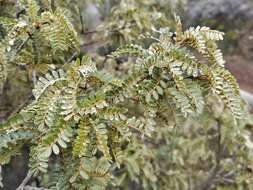 Image of Sophora denudata Bory