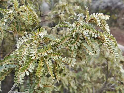 Image of Sophora denudata Bory