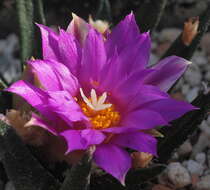 Image of Tamaulipas Living Rock Cactus