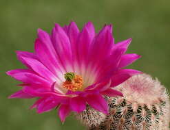 Image of Arizona Rainbow Cactus