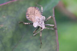 Image of Acanonicus laticornis (Burmeister 1835)