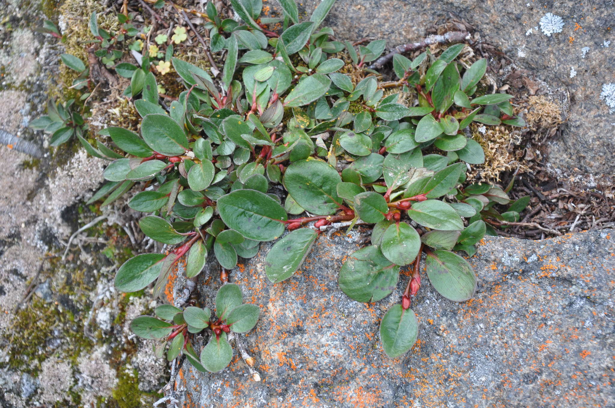 Salix arctophila Cockerell ex Heller的圖片