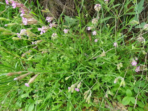 Image of Silene secundiflora Otth