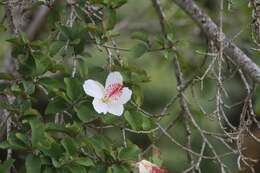 Image of white Kauai rosemallow