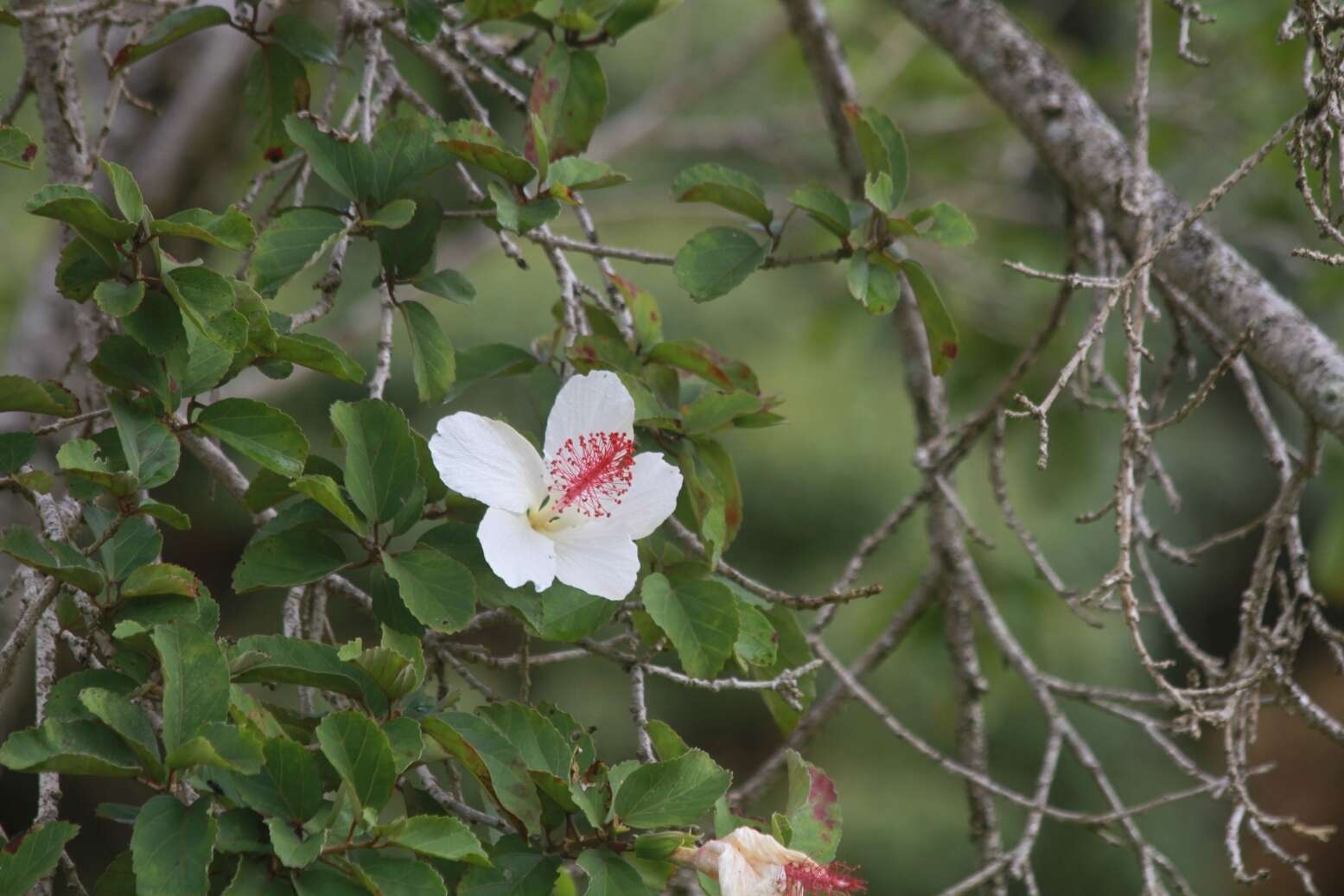 Image of white Kauai rosemallow