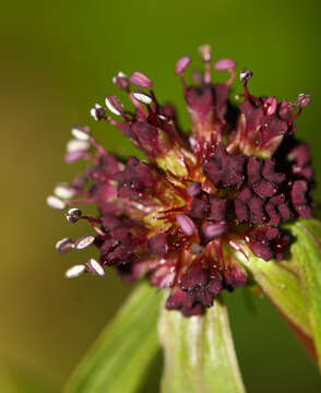 Image of Sanicula rubriflora F. Schmidt