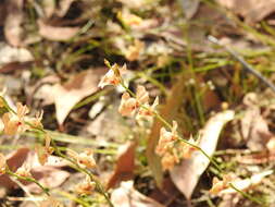 Sivun Utricularia fulva F. Muell. kuva