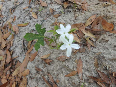 Imagem de Cnidoscolus urens var. stimulosus (Michx.) Govaerts