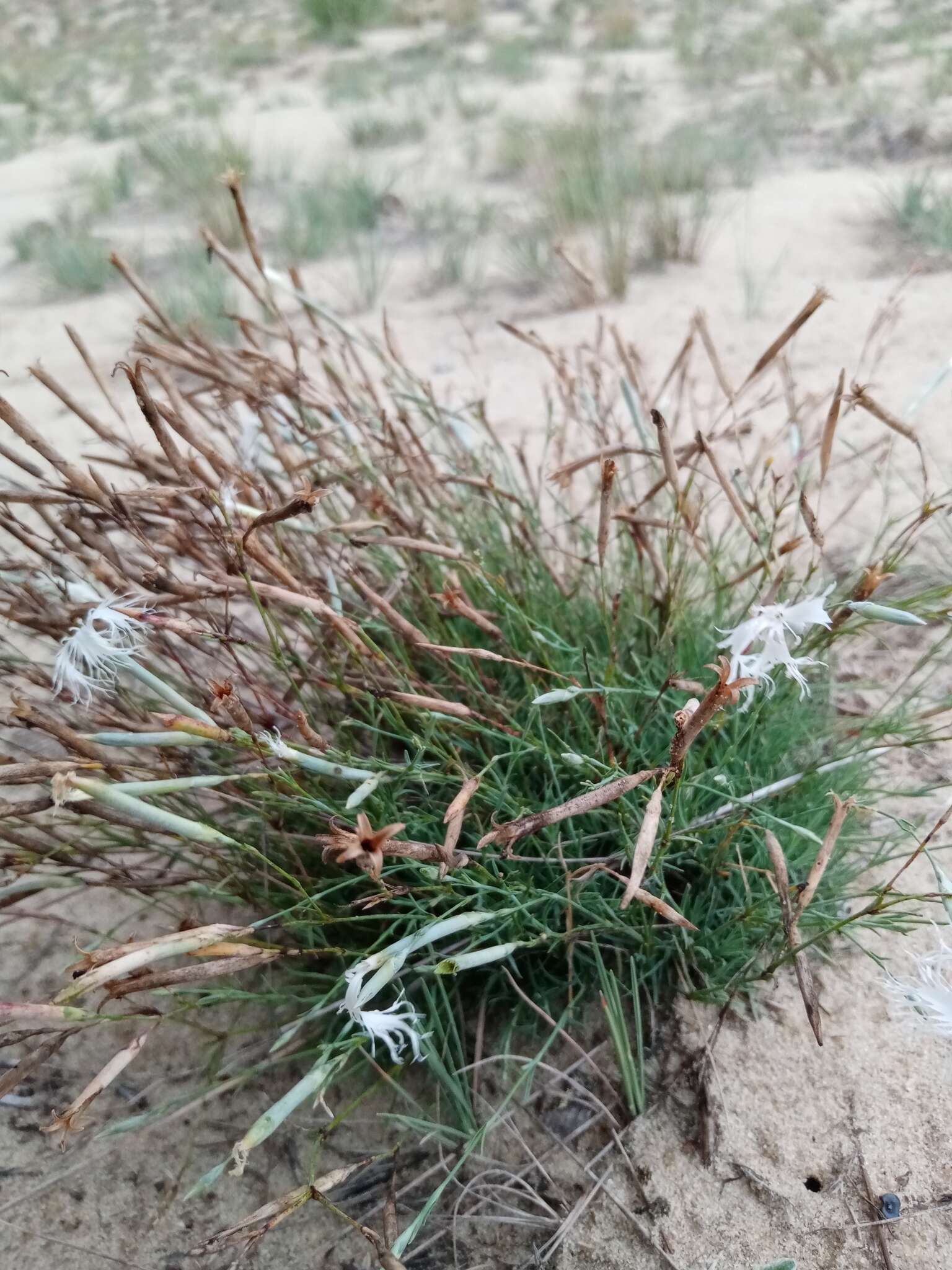 Image of Dianthus volgicus Juzepczuk