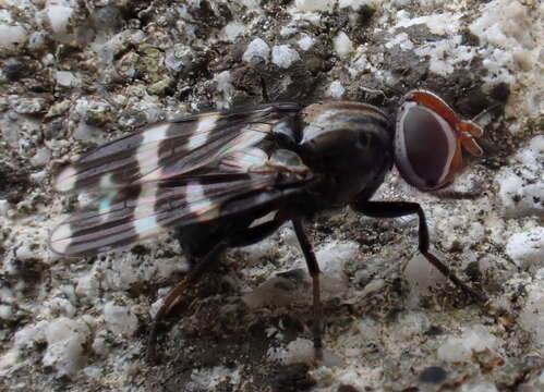 Image of Herina frondescentiae (Linnaeus 1758)