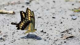 Image of Thoas Swallowtail