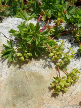 Image of Alchemilla pentaphyllea L.