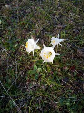 Image de Narcissus cantabricus DC.