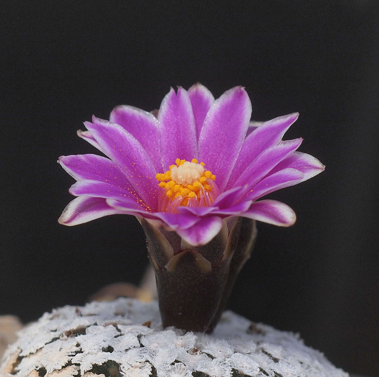 Plancia ëd Turbinicarpus valdezianus (H. Moeller) Glass & R. A. Foster