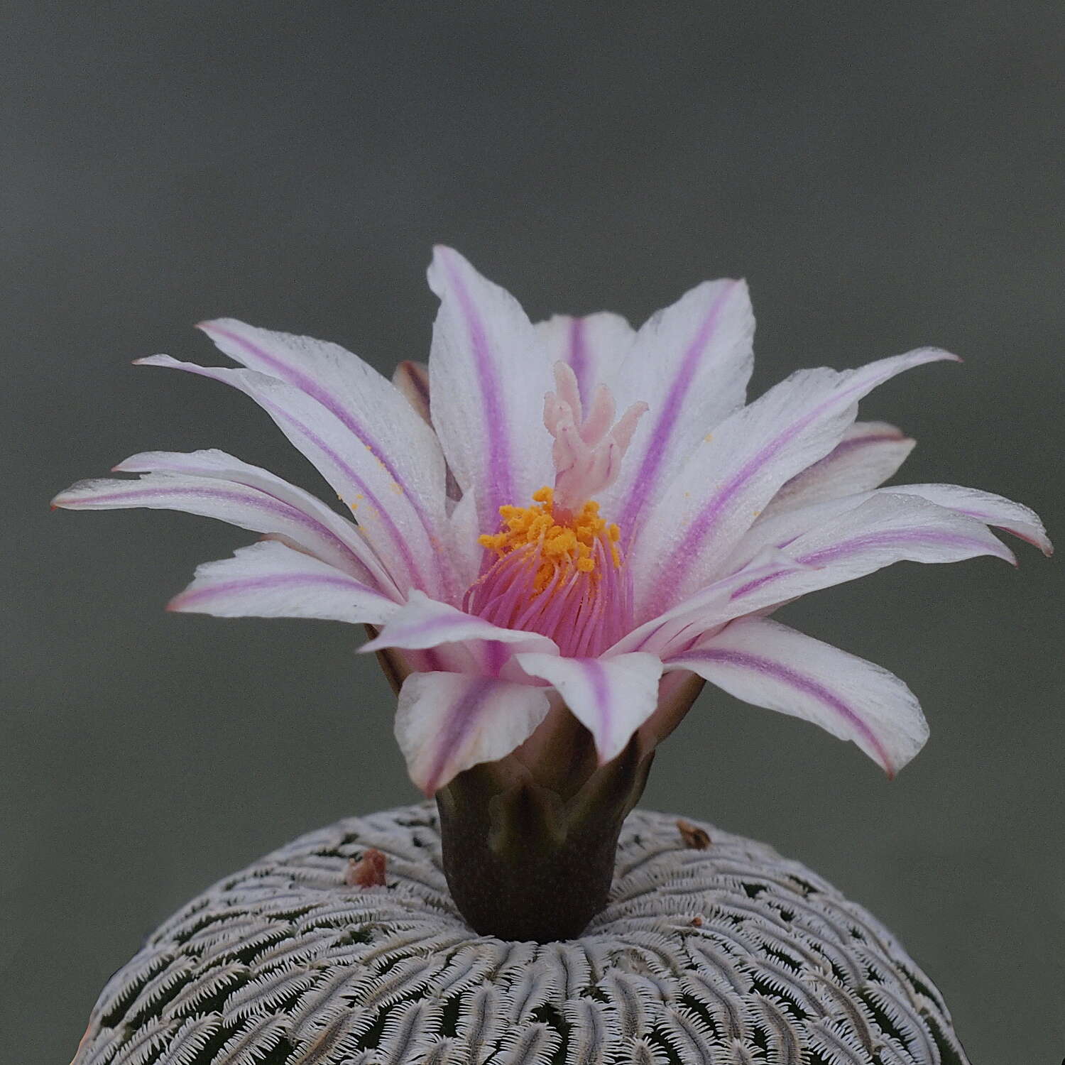 Image of Turbinicarpus pseudopectinatus (Backeb.) Glass & R. A. Foster