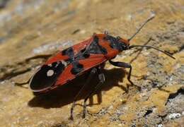 Image of Lygaeus simulans Deckert 1985