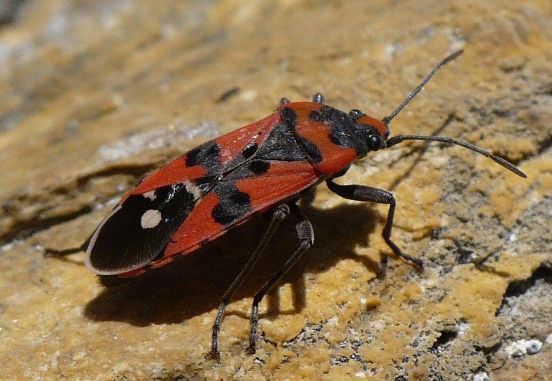 Image of Lygaeus simulans Deckert 1985