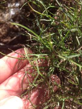 Image de Malacothrix saxatilis var. implicata (Eastw.) H. M. Hall