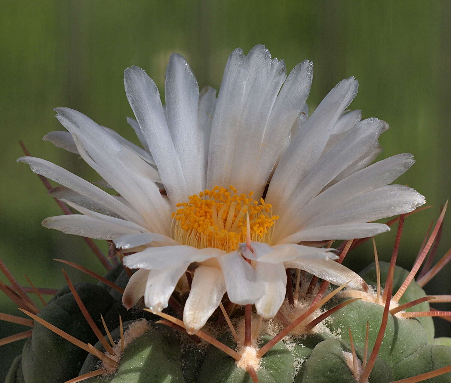 Image of Thelocactus hexaedrophorus (Lem.) Britton & Rose