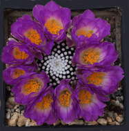 Image of Mammillaria luethyi G. S. Hinton