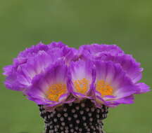 Image of Mammillaria luethyi G. S. Hinton