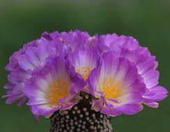 Image of Mammillaria luethyi G. S. Hinton