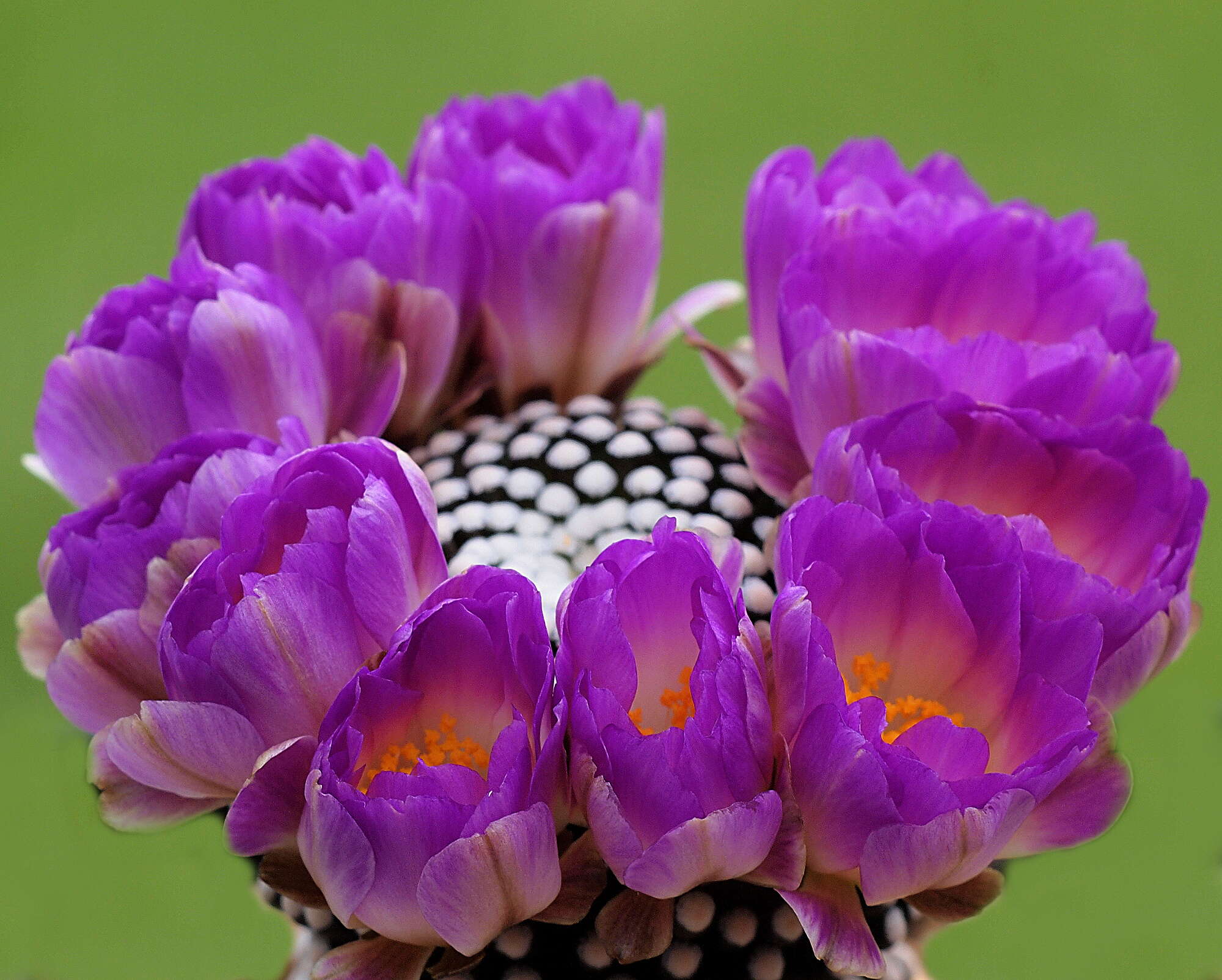 Image of Mammillaria luethyi G. S. Hinton