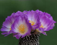 Image of Mammillaria luethyi G. S. Hinton