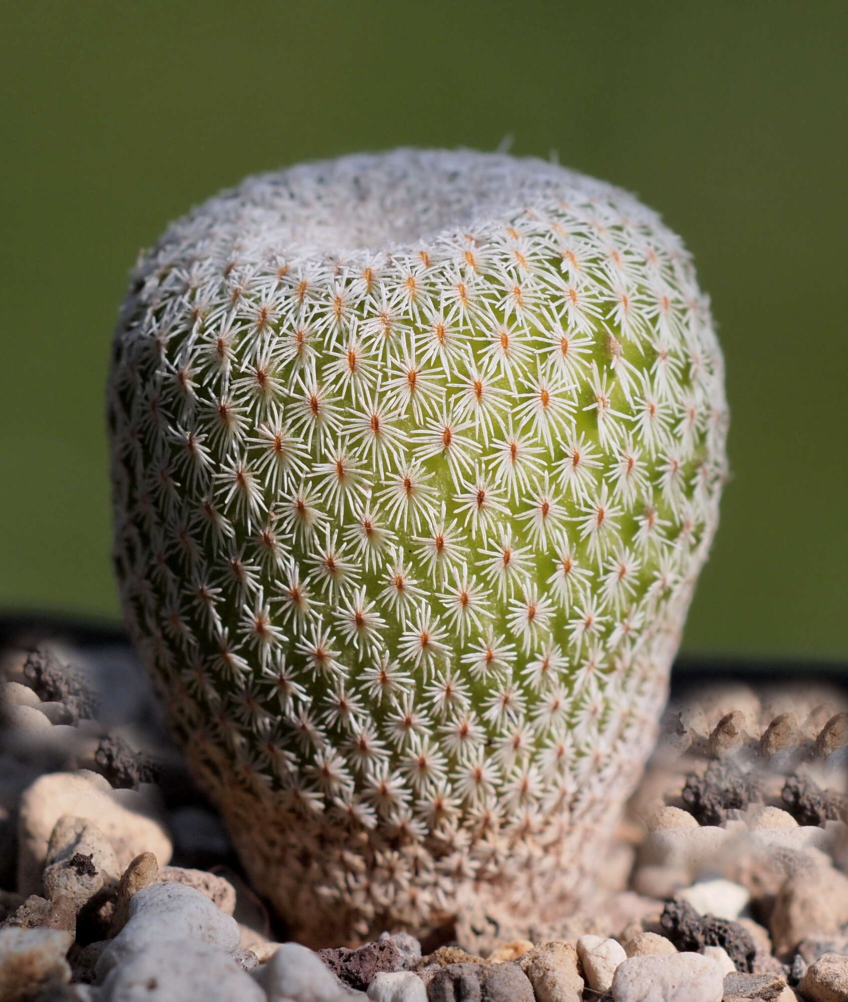 Image of Button Cactus