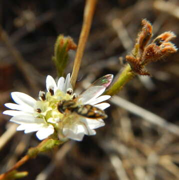 Image of Syrphid fly