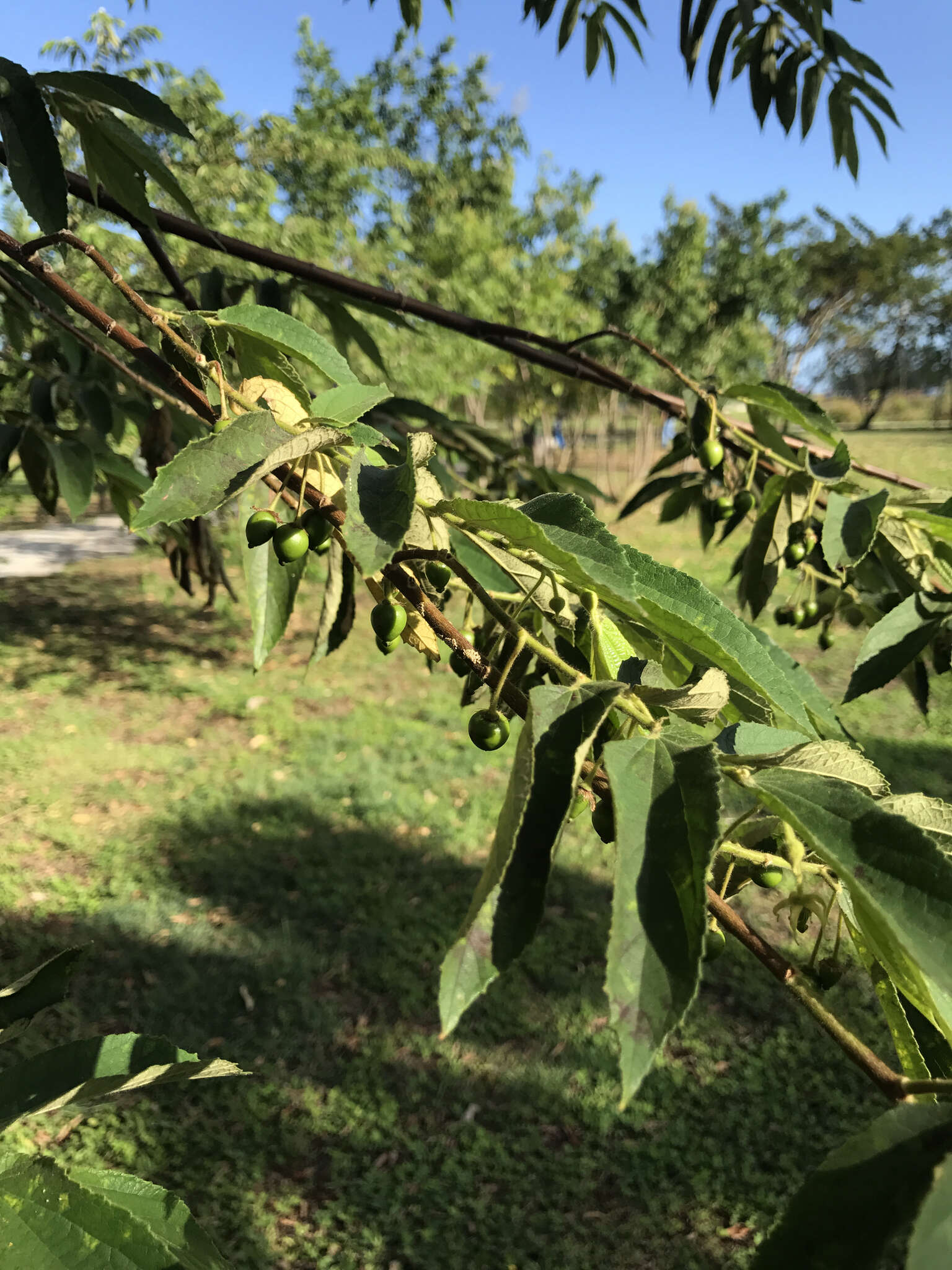 Image of muntingia