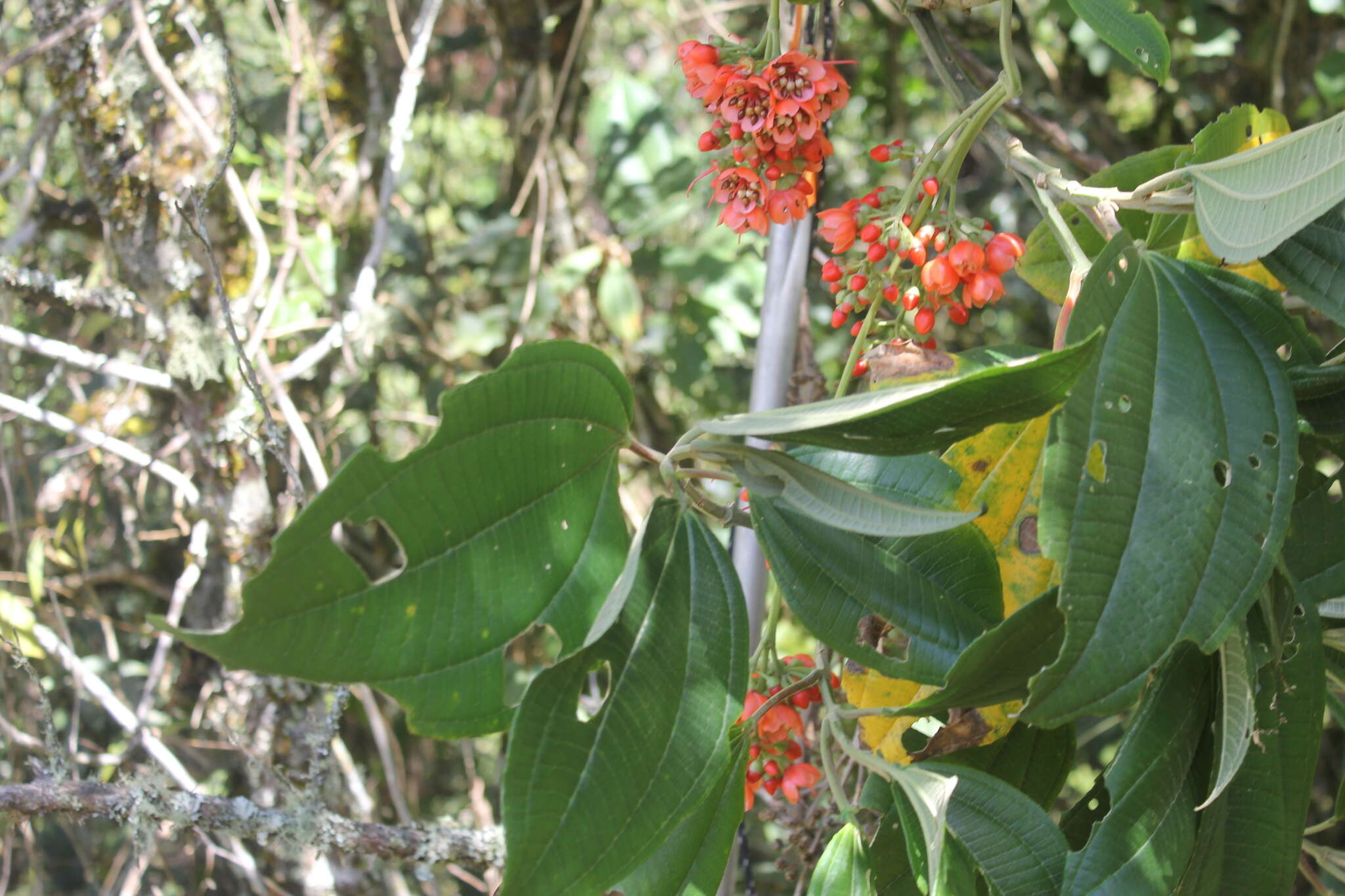 Image of Axinaea costaricensis Cogn.