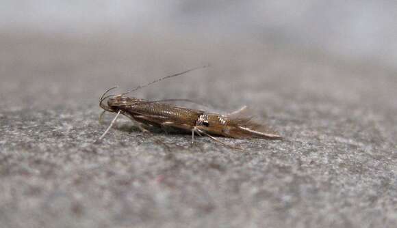 Image of Cosmopterix fernaldella Walsingham 1882