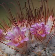 Image of Mammillaria bombycina Quehl