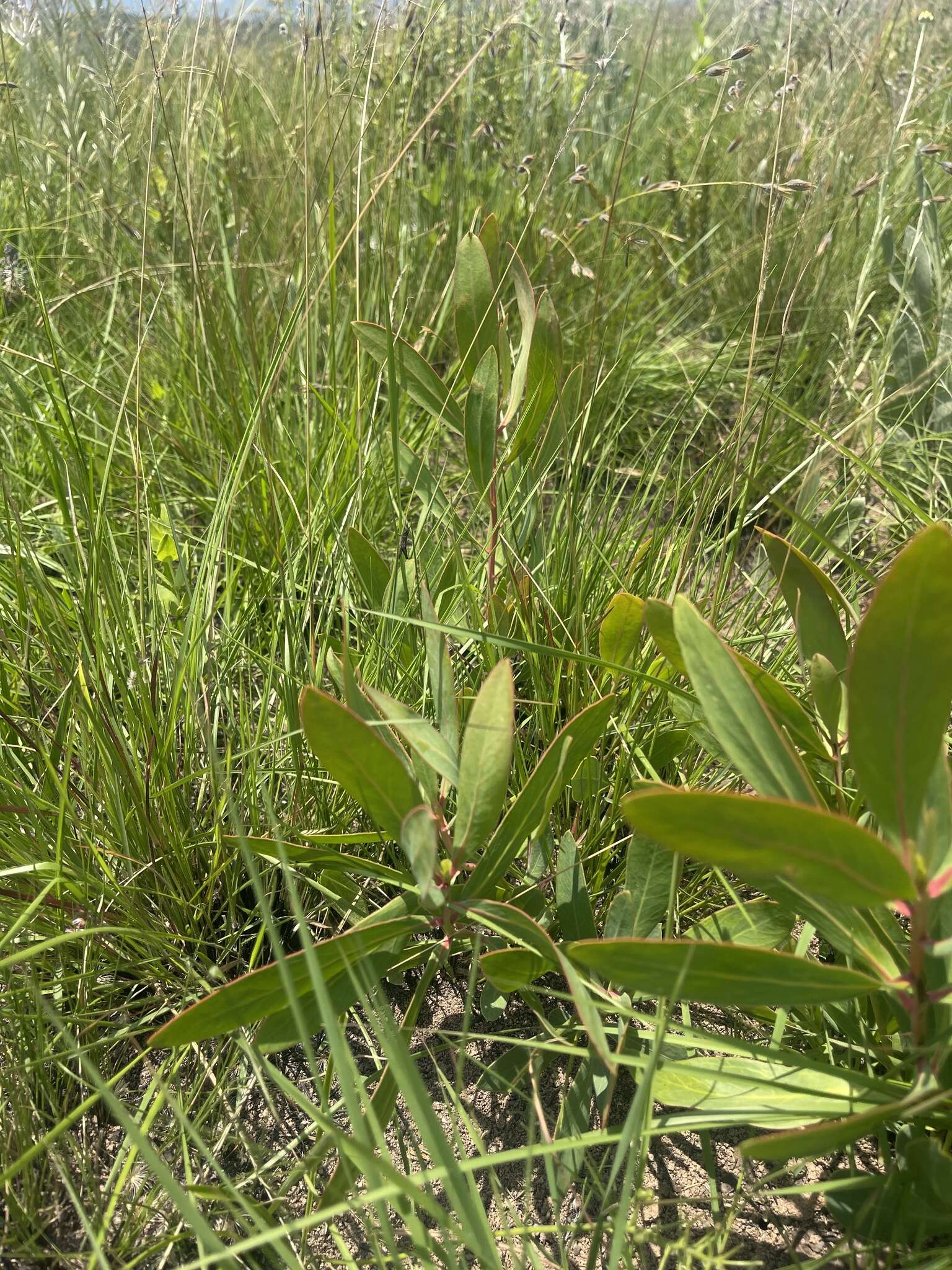 Image of Protea simplex E. Phillips