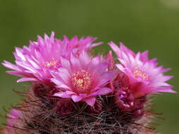 Image of Mammillaria zeilmanniana Boed.