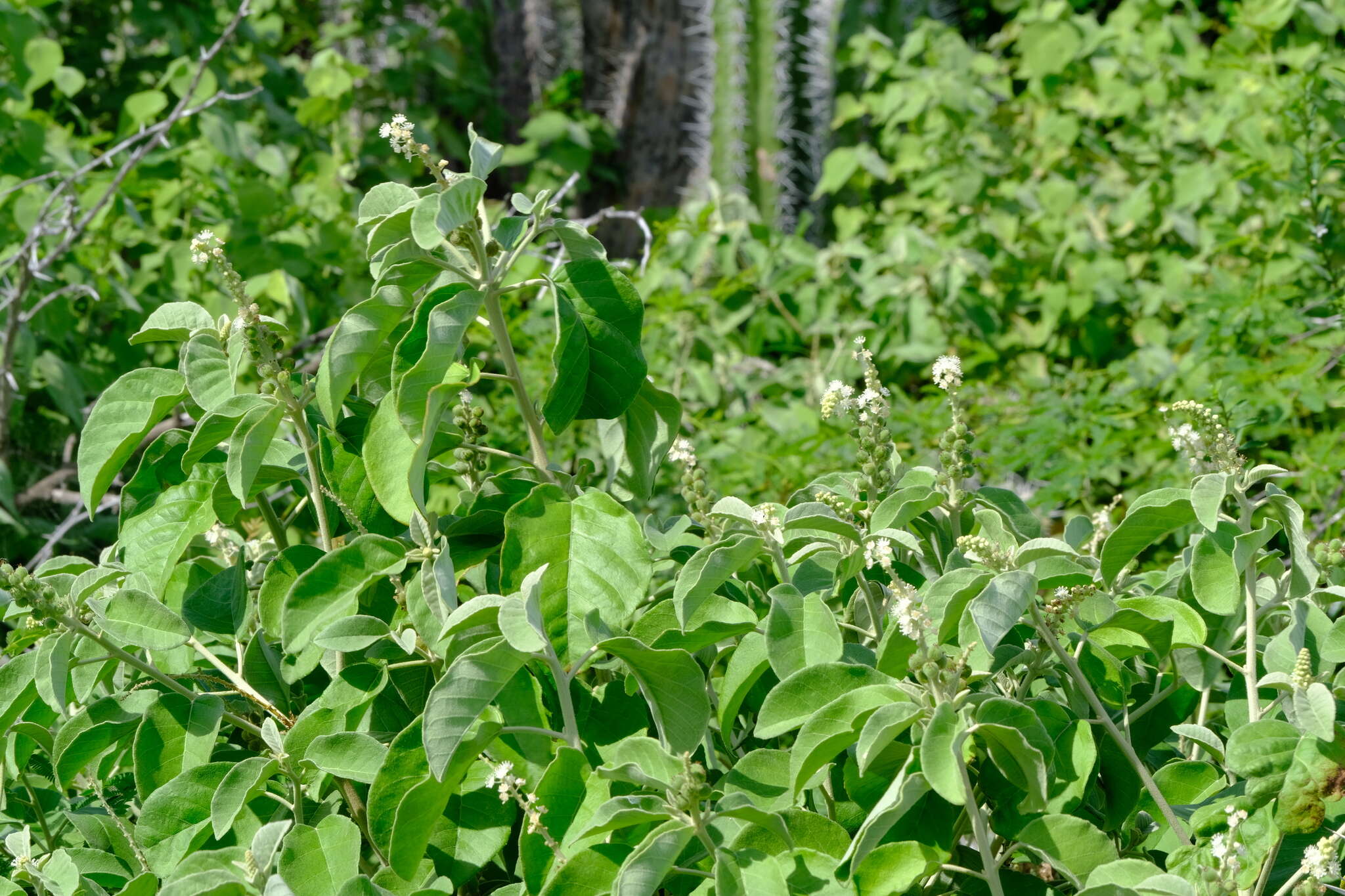 Image of Croton conduplicatus Kunth