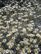 Image of white mountain daisy