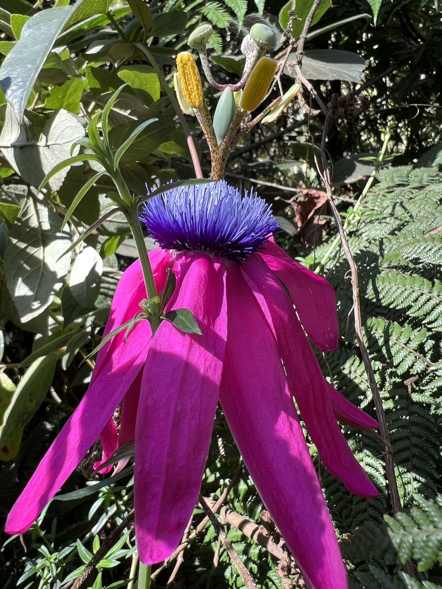 Image de Passiflora longipes A. Juss.