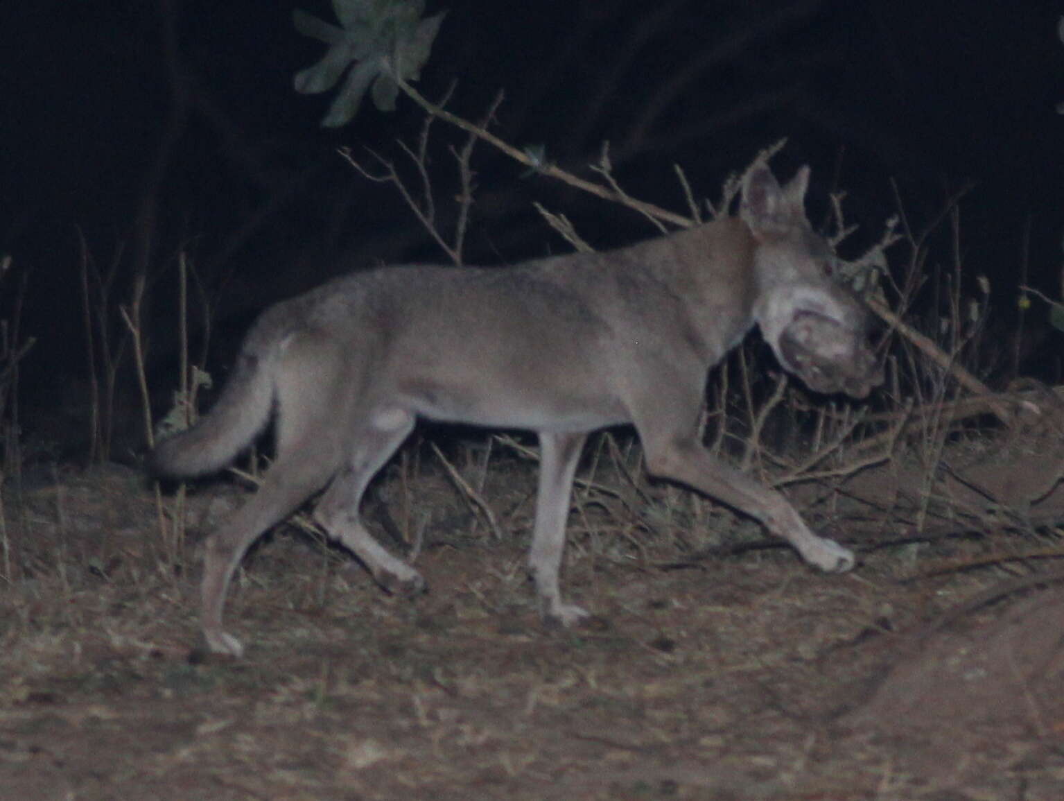 Image of Arabian wolf