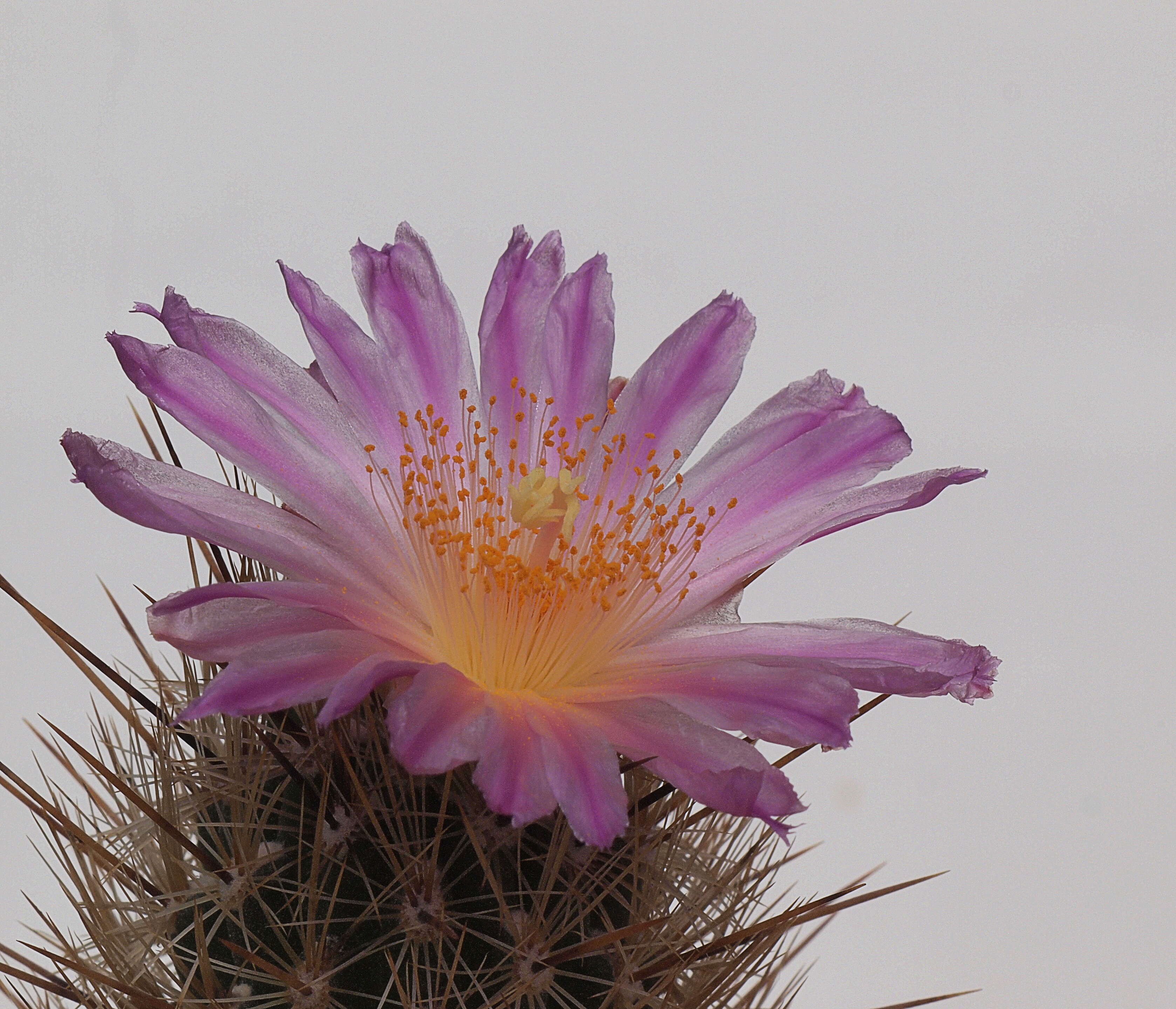 Image of Thelocactus hastifer (Werderm. & Boed.) F. M. Knuth