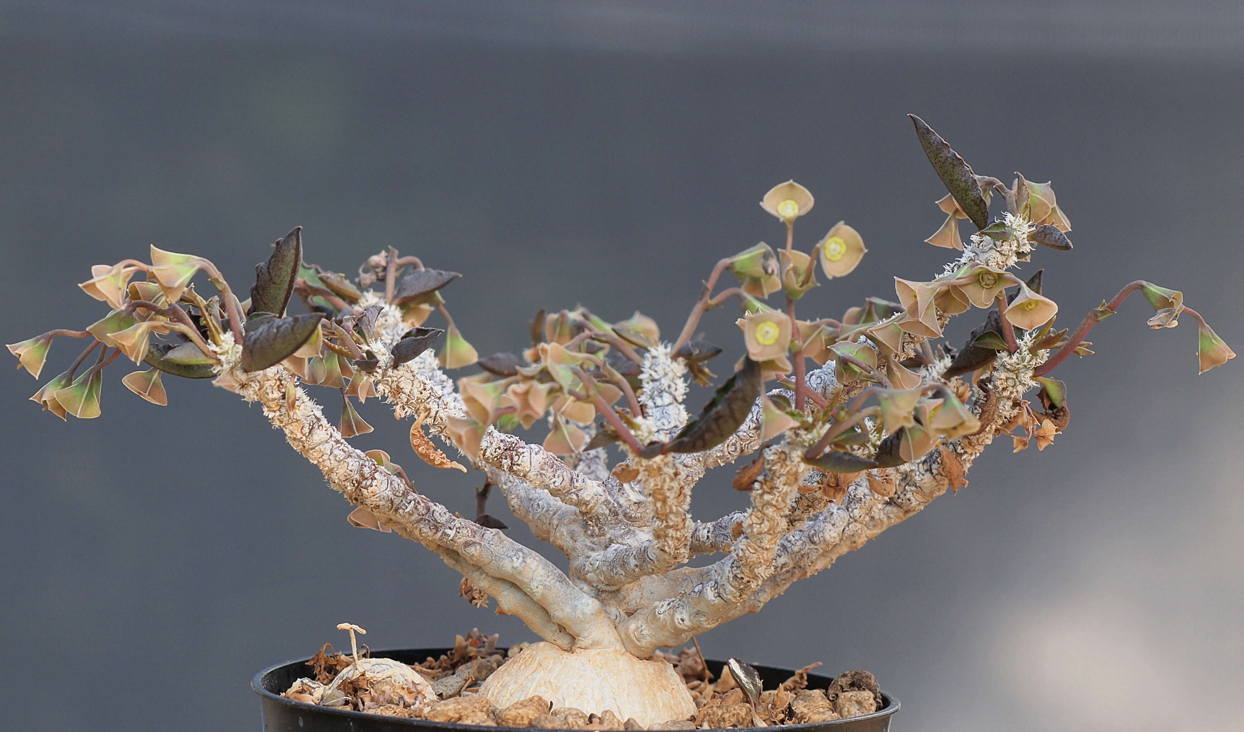 Image de Euphorbia ambovombensis Rauh & Razaf.