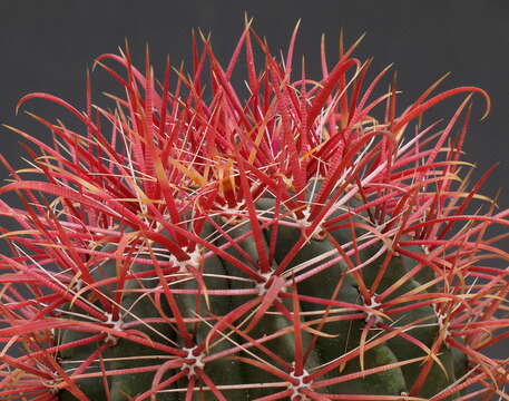 Image of Fire Barrel Cactus