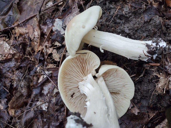 Image of Entoloma subsinuatum Murrill 1917