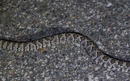 Image of Panamint Rattlesnake