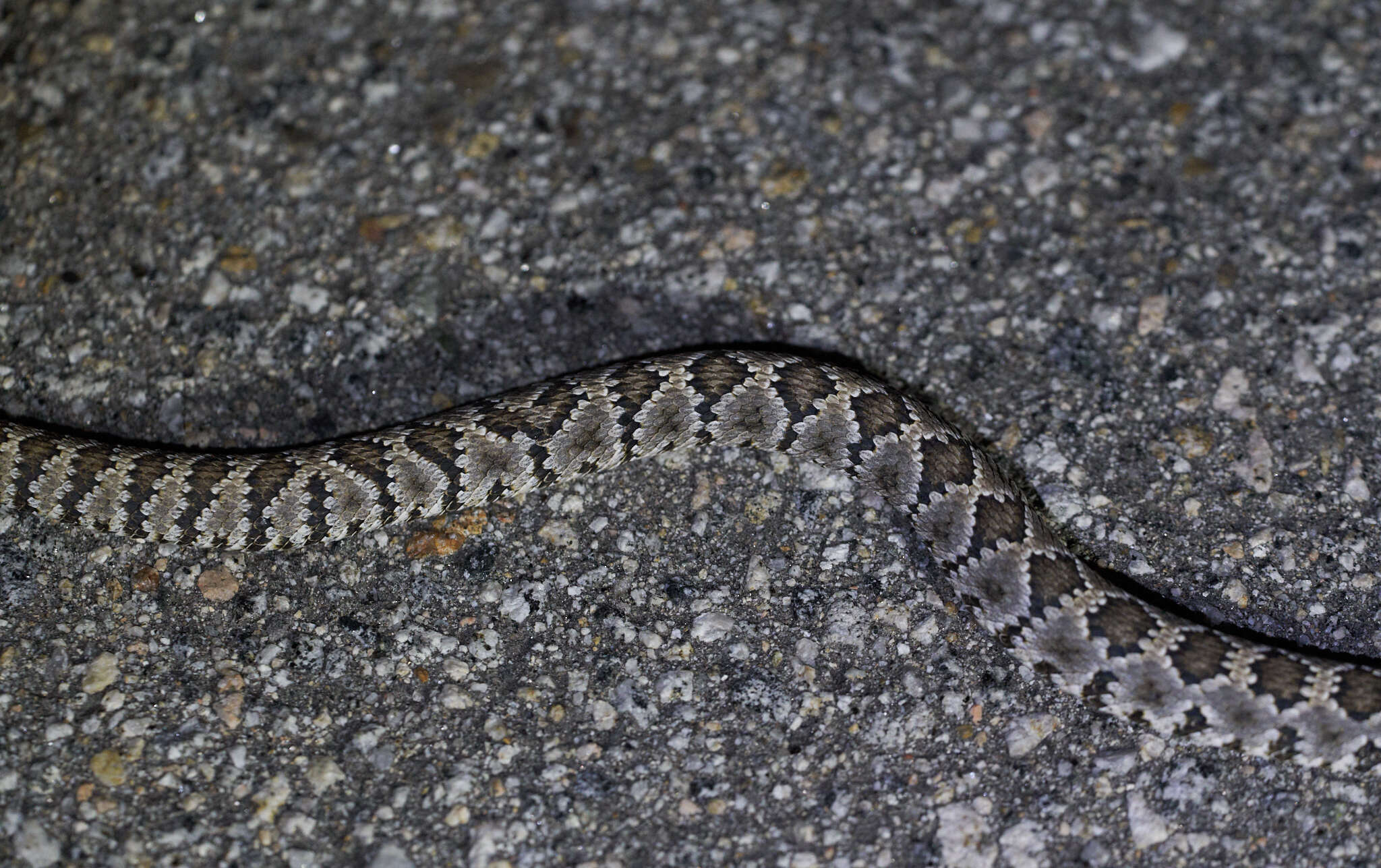 Image of Panamint Rattlesnake